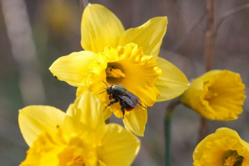 Nach einem langen Winterschlaf muss Energie nachgetankt werden. So auch für diese Steinhummelkönigin (Bombus lapidarius) am 26. März 2021. Die Gelbe Narzisse dankte den Blütenbesuch mit einer ordentlichen Ladung Pollenstaub.