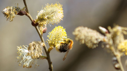Baumhummel sammelt Pollen