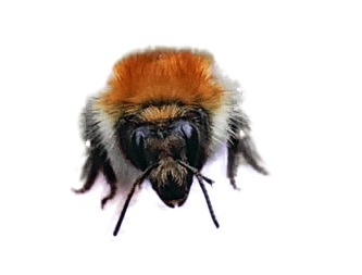 Bombus pascuorum