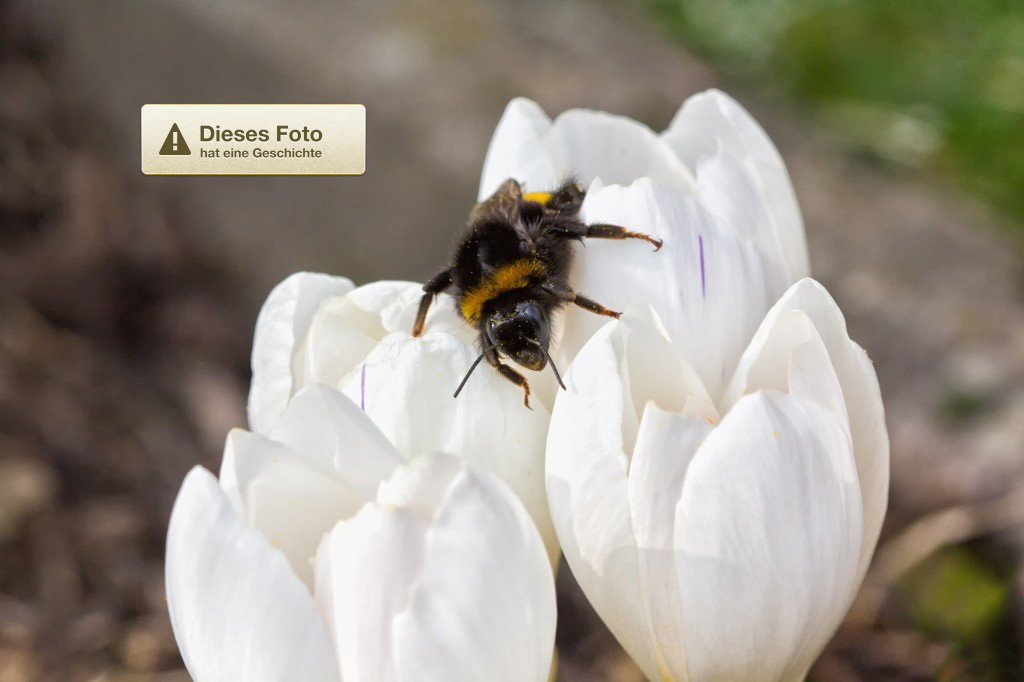 Erdhummel in Krokus