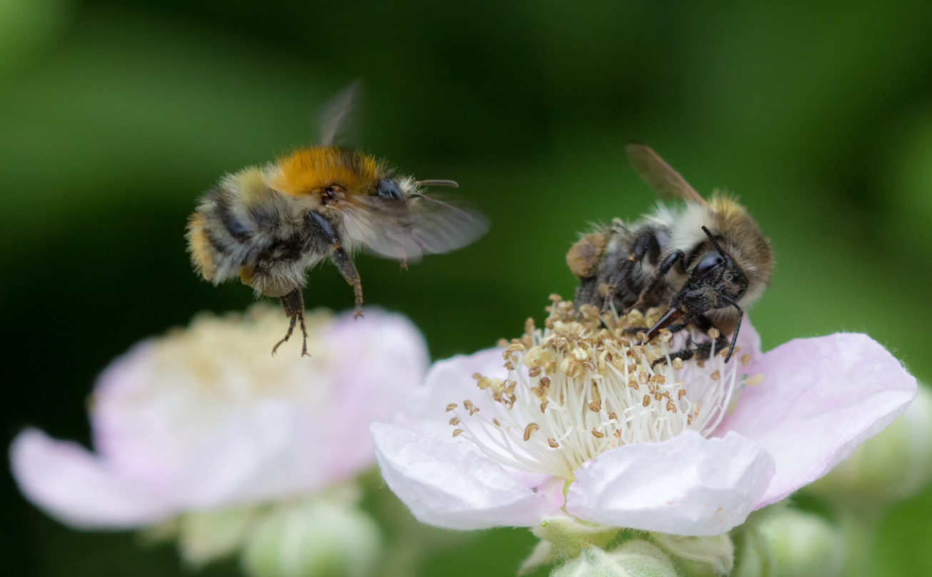 Zwei Ackerhummeln sammeln Pollen im Buschwindröschchen