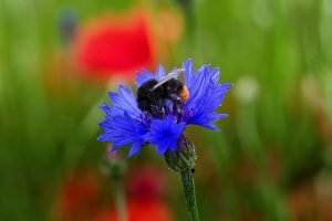 Arbeiterin der Steinhummel (Bombus lapidarius) auf Kornblume