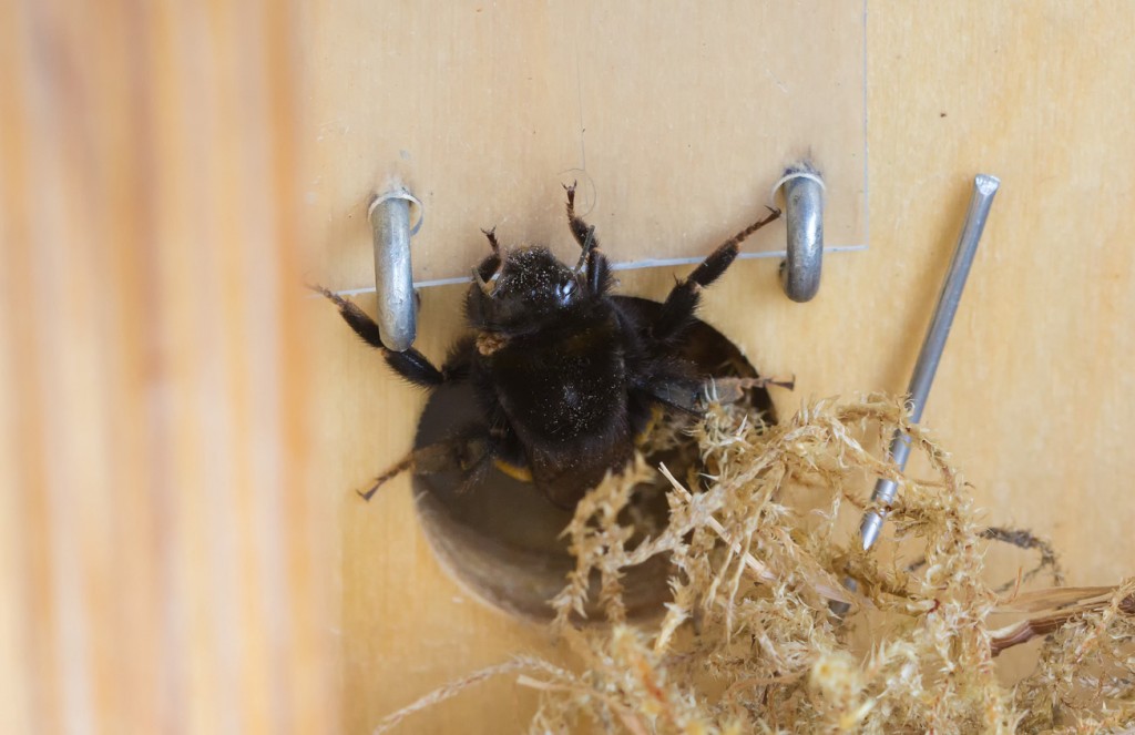 Dunkle Erdhummel schaut aus Hummelhaus