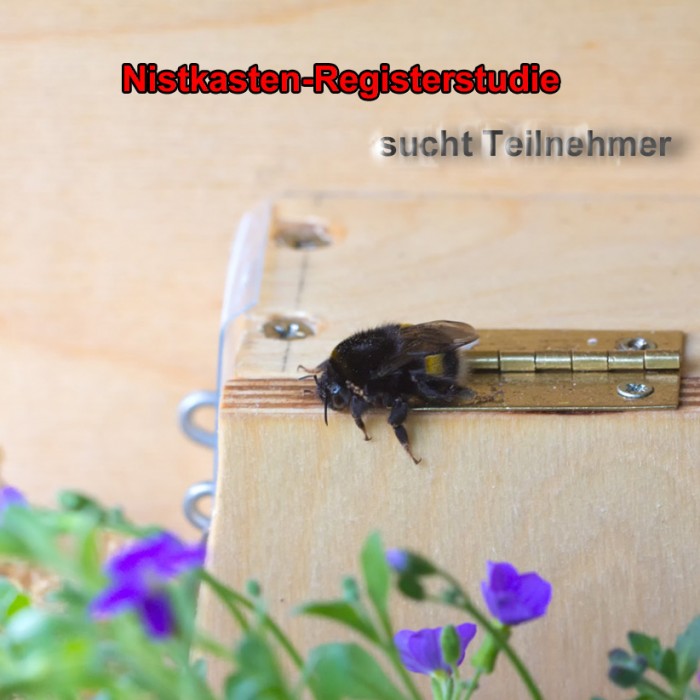 Dunkle Erdhummel ruht sich im März 2014 auf Nistkasten aus