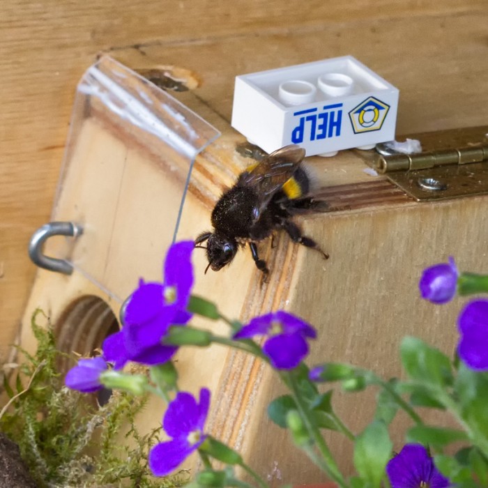 Diese Erdhummel war am 25. März 2014 Übernachtungsgast im Hummelhaus