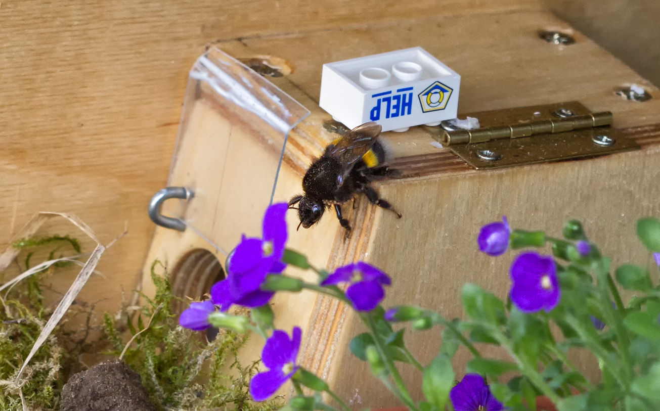 Diese Erdhummel war am 25. März 2014 Übernachtungsgast im Hummelhaus