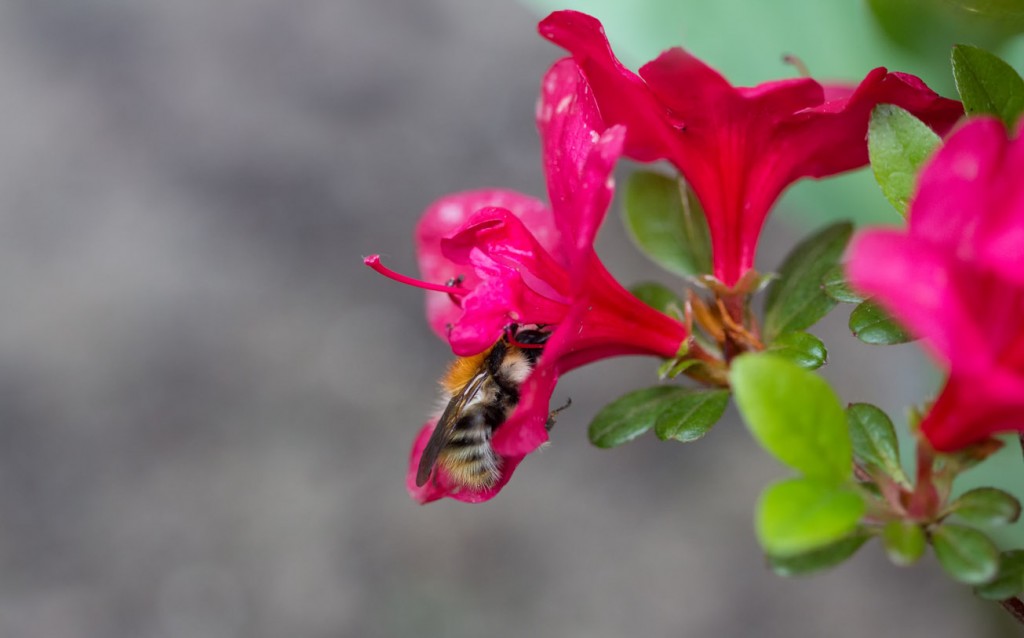 Ackerhummel in Azaleenblüte, 1. Mai 2014