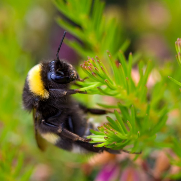 Erdhummel hangelt sich durch Winterheide, 9. Mai 2014