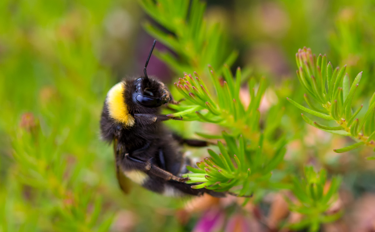 Erdhummel hangelt sich durch Winterheide, 9. Mai 2014