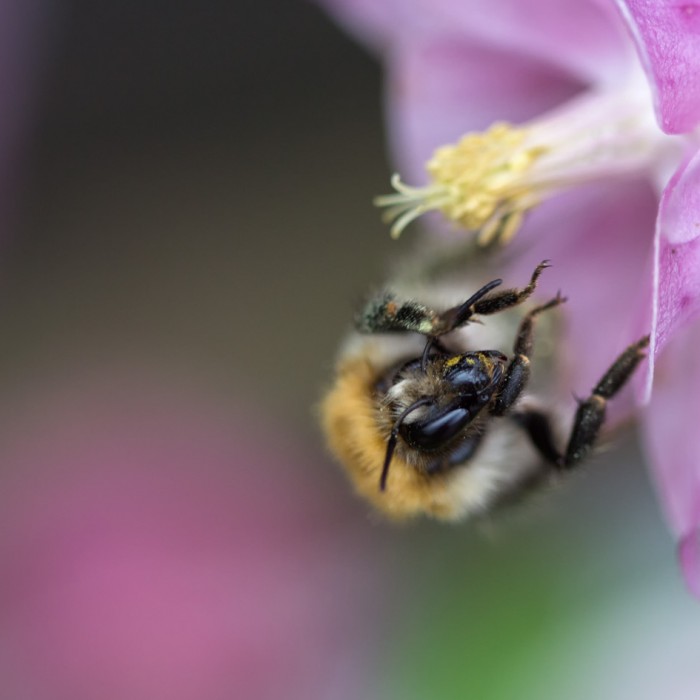 Königin der Ackerhummel in Akeleinblüte, 9. Mai 2014