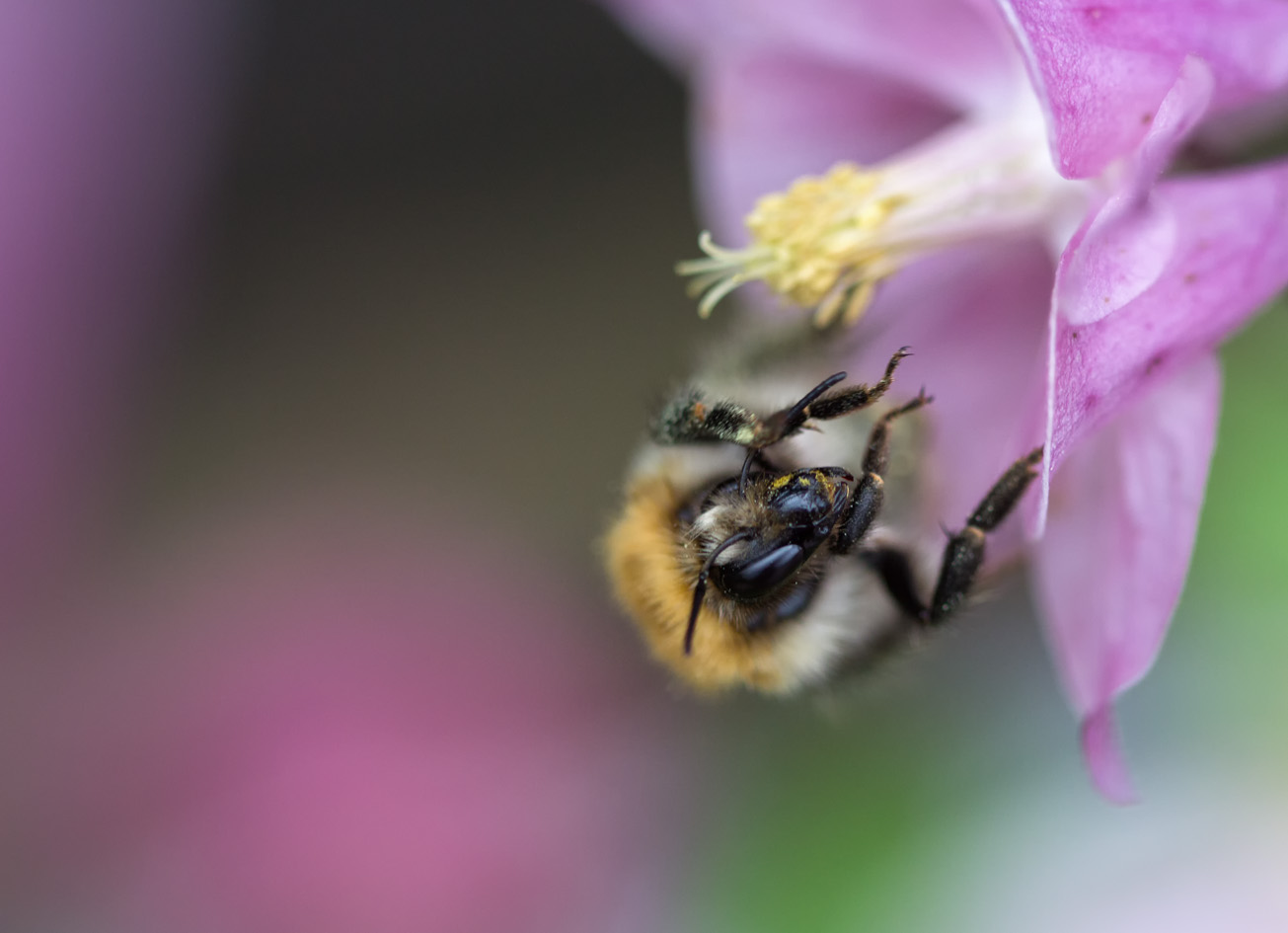 Königin der Ackerhummel in Akeleinblüte, 9. Mai 2014