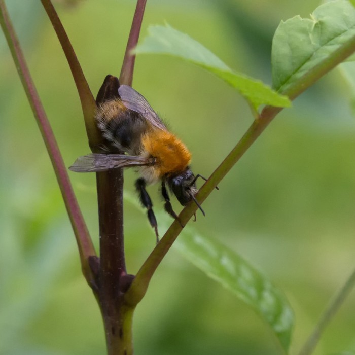 Ackerhummel sucht sich ein trockenes Plätzchen, 29. Juni 2014