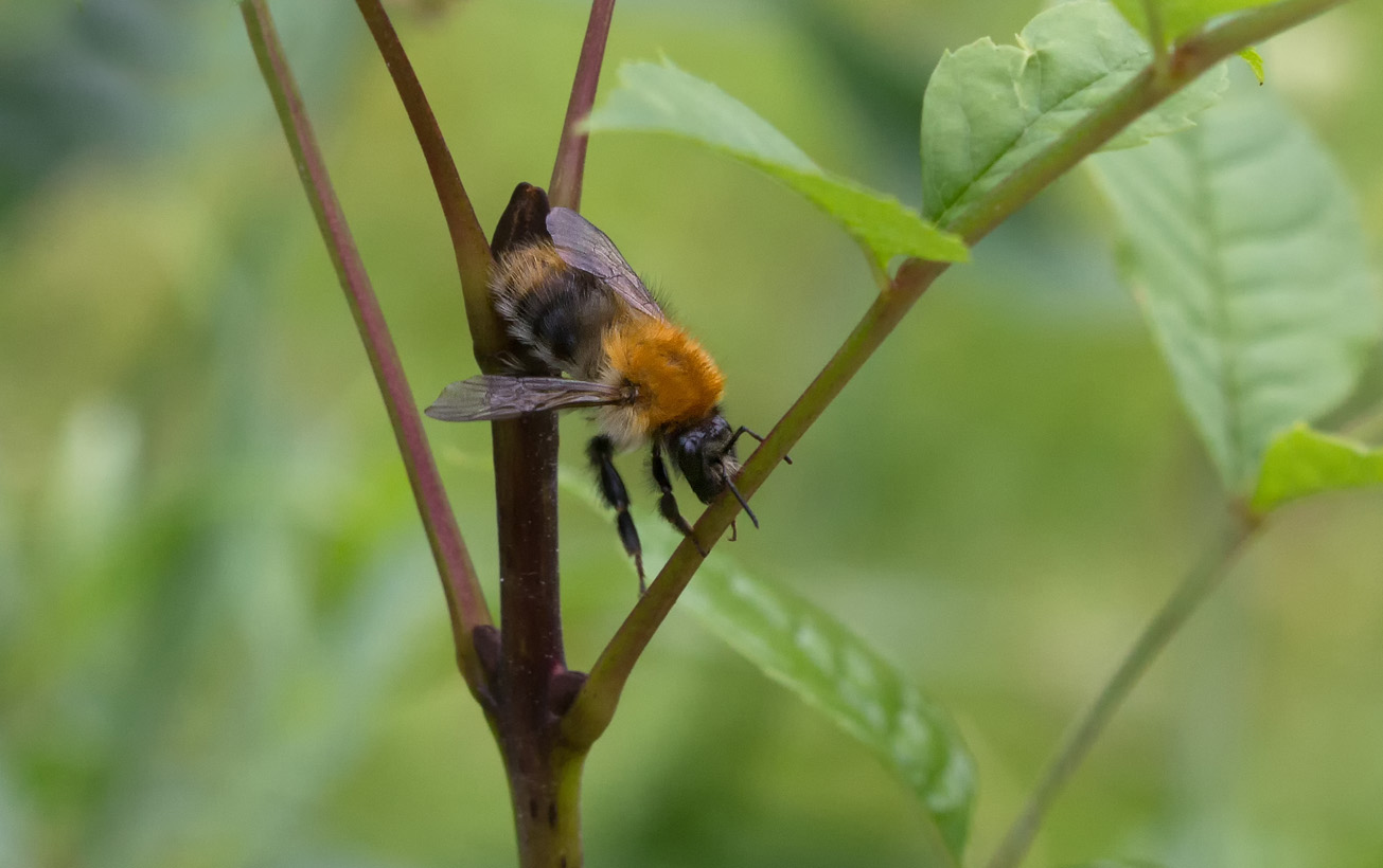 Ackerhummel sucht sich ein trockenes Plätzchen, 29. Juni 2014