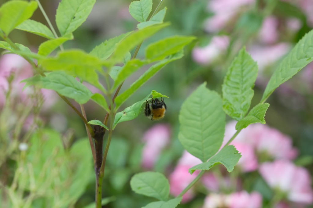 Um 16:23 Uhr hat die Ackerhummel ihren Blattwchsel vollzogen