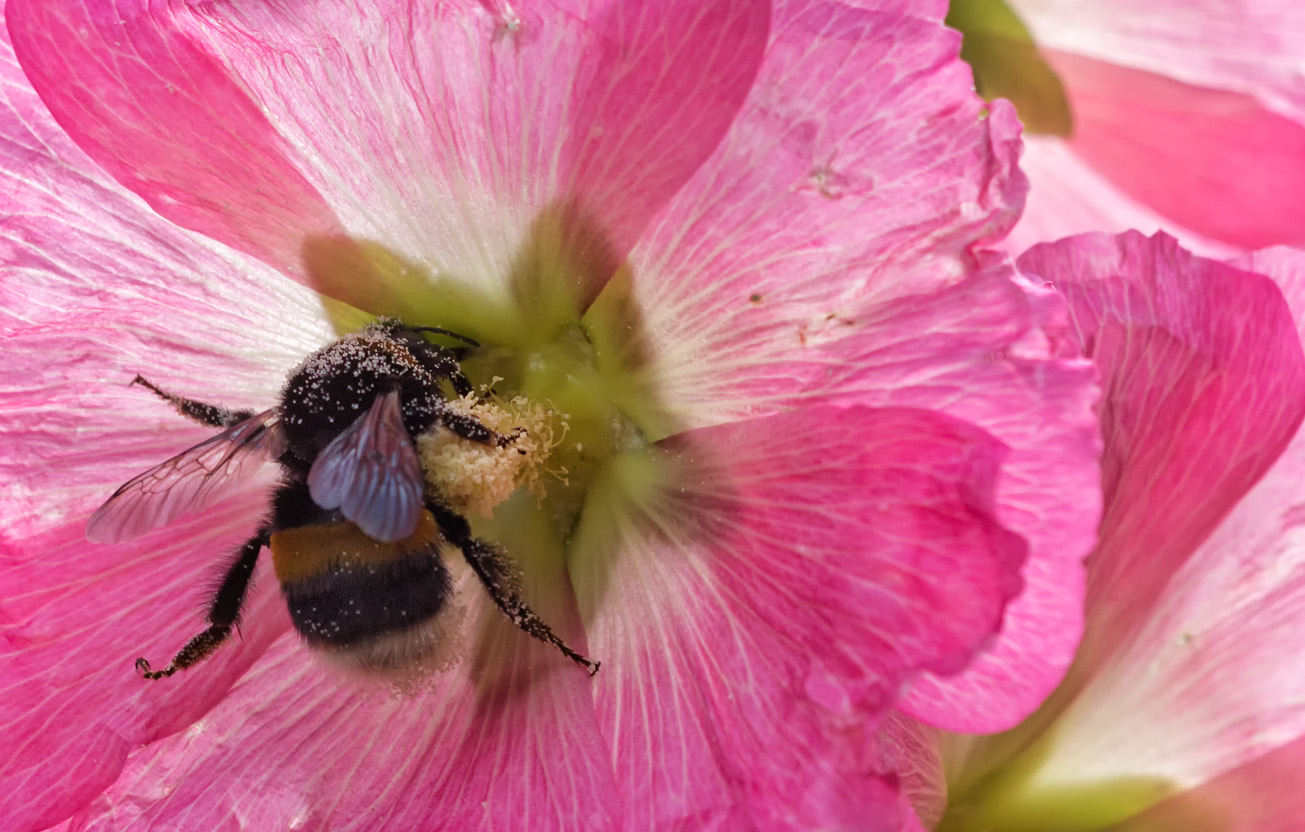 Eine Erdhummeljungkönigin nimmt Pollenbad in Blüte einer Stockrose, 6. Juli 2014