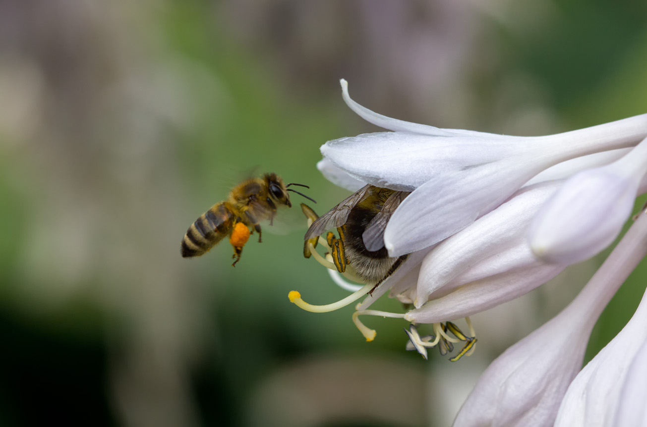 Honigbiene fliegt Hostablüte an, die bereits von einer Erdhummel besetzt ist, 24. April 2014