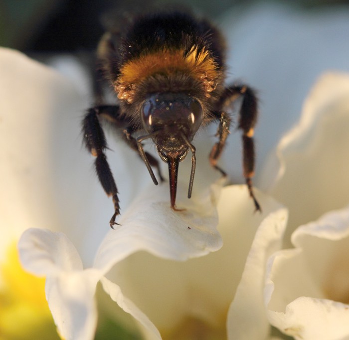 Hummelchen, die blinde Erdhummel