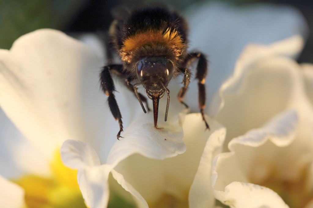 Hummelchen, die blinde Erdhummel