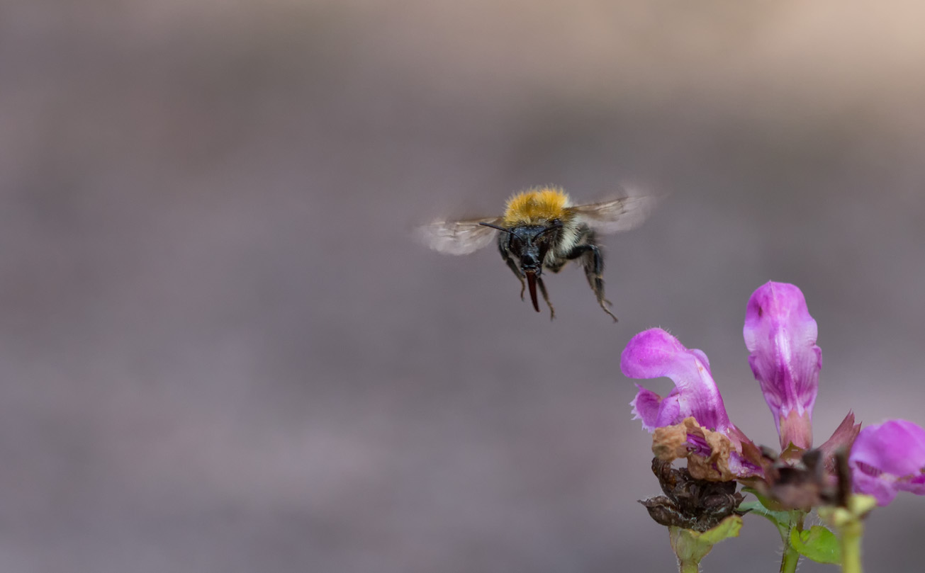 Ackerhummel fliegt Blüte der Braunelle an, 5. September 2014