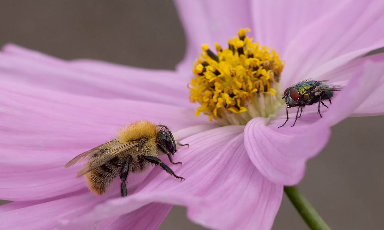 Ackerummeldrohn und Fliege ruhen sich gemeinsam auf Cosmea-Blüte aus, 8. September 2014