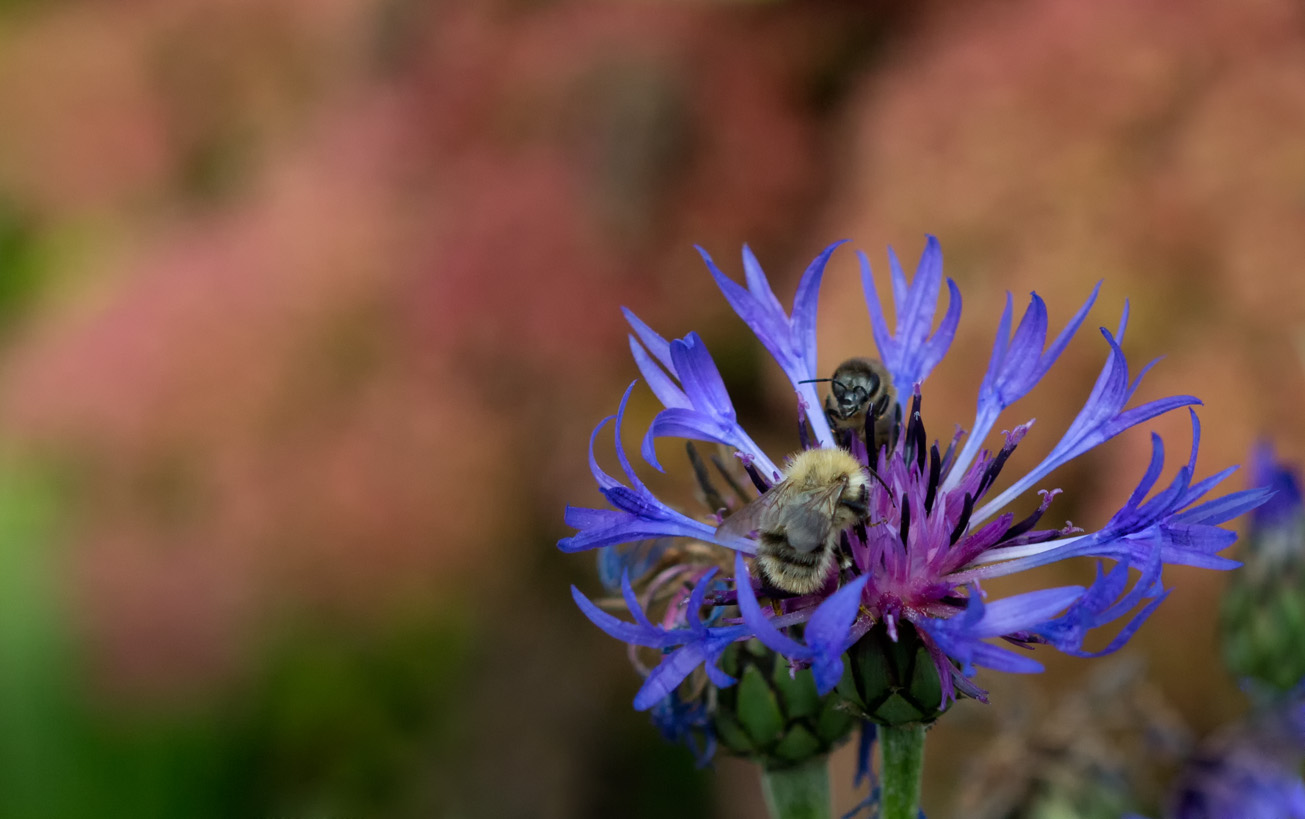 Ackerhummldrohn und Honigbiene in Blüte einer Wiesenflockenblume, 5. Oktober 2014
