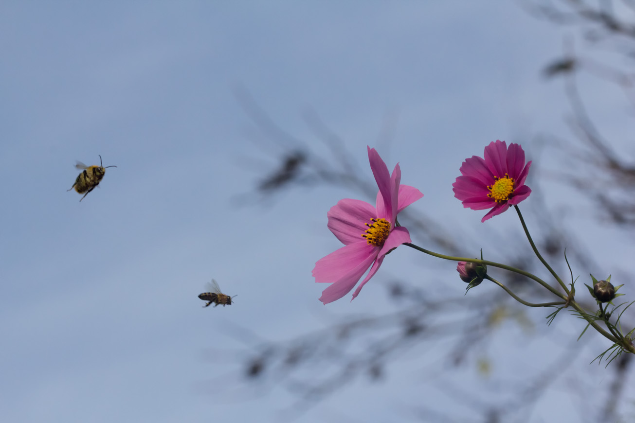 Ackerhummeldrohn und Honigbiene fliegen eine Blüte des Schmuckkörbchens an, 31. Oktober 2014