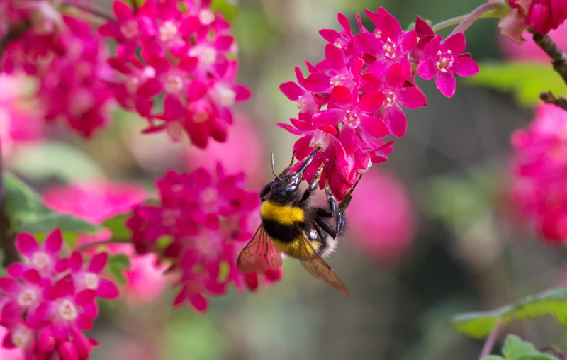 Gartenhummelkönigin am Zierjohannis