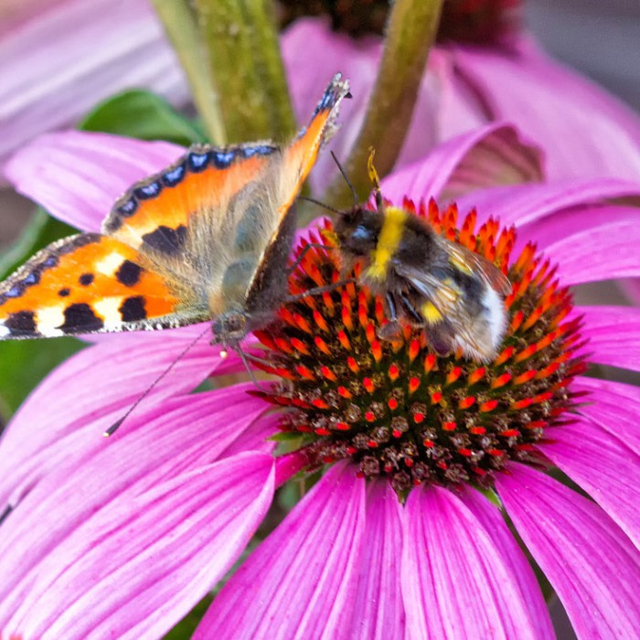 Erdhummel und Kleiner Fuchs