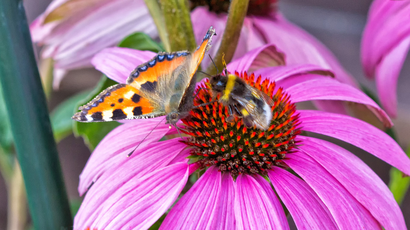 Erdhummel und Kleiner Fuchs