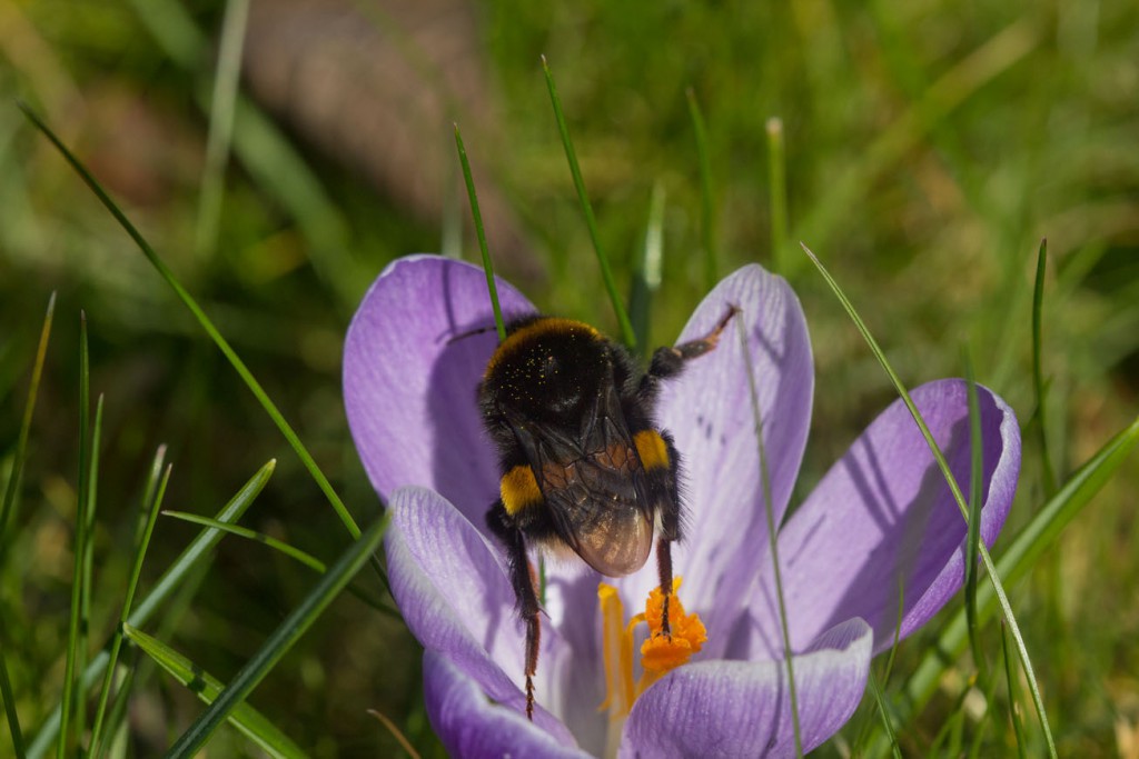 Erdhummelkönigin in Krokus, 9. März 2015