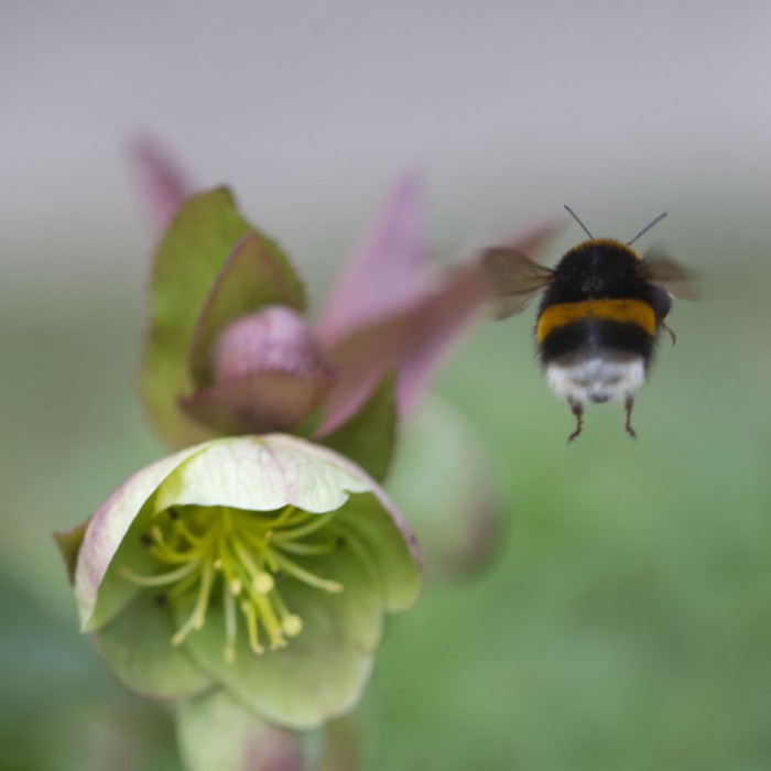 Königin der Dunklen Erdhummel im Anflug auf Christrose, 16. März 2015