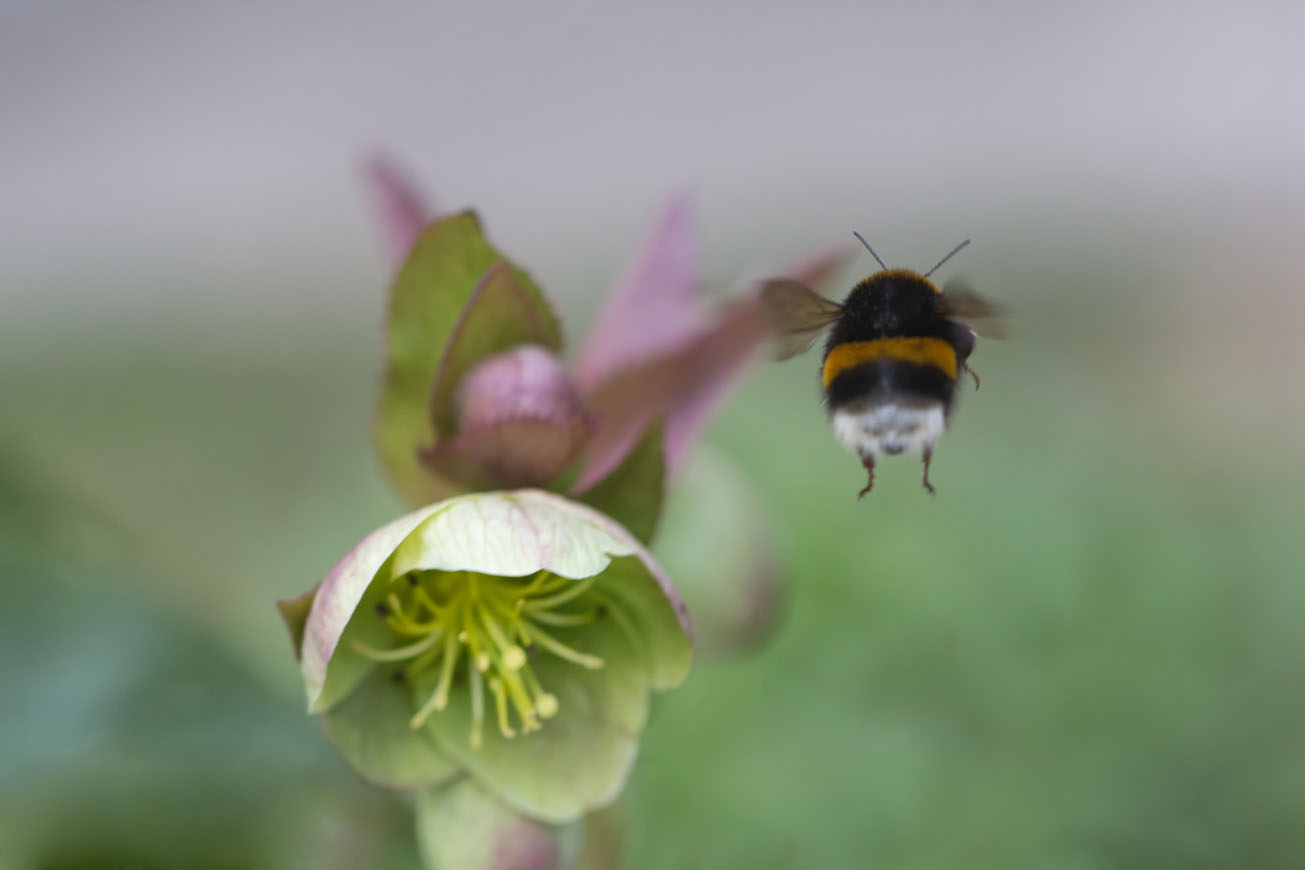 Königin der Dunklen Erdhummel im Anflug auf Christrose, 16. März 2015