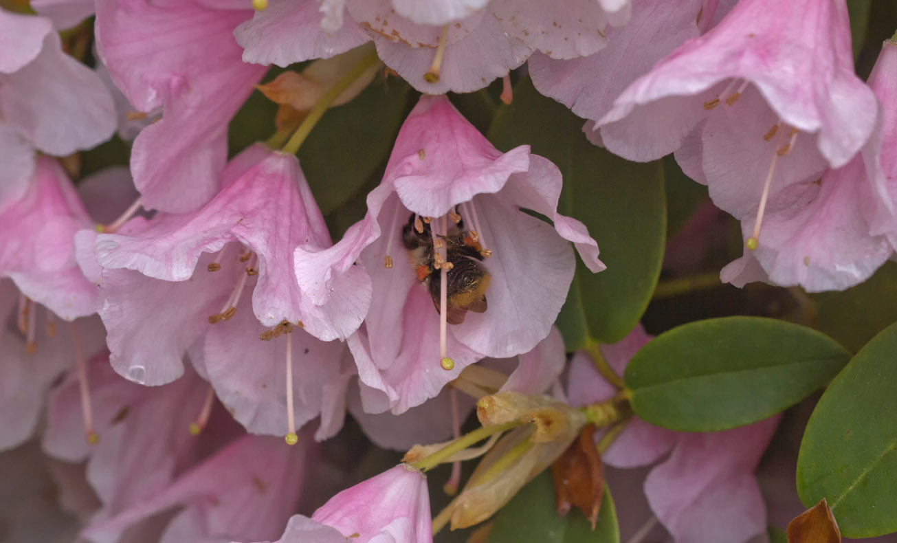 Ackerhummel sammelt Pollen in Rhododendron-Blüte, 1. Mai 2015