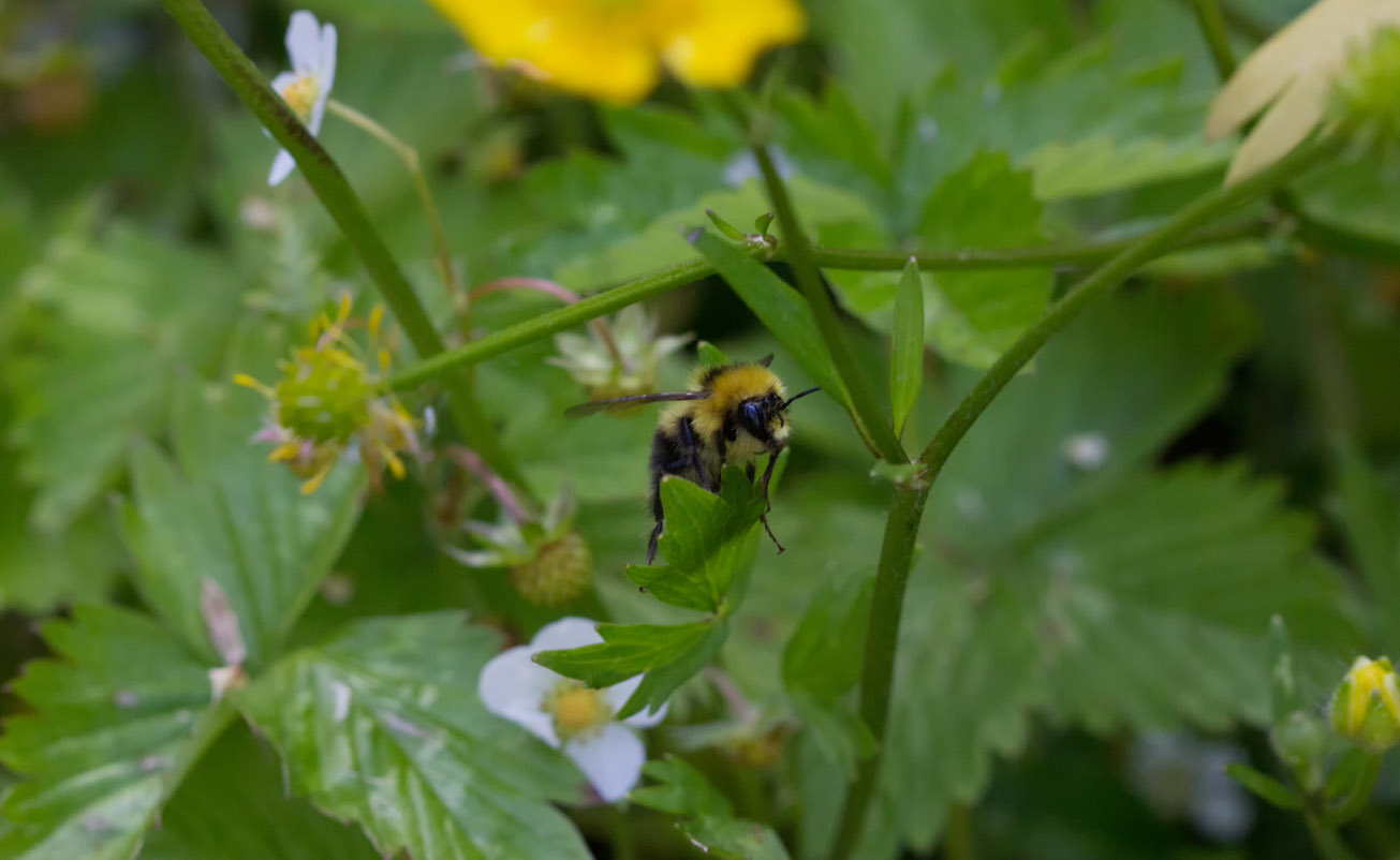 Wiesenhummeldrohn im Dickicht der Ziererdebeerblüten, 9. Juni 2015