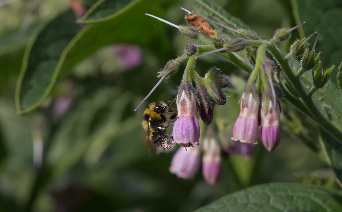 Drohn der Heidehummel (Bomus jonellus) an Beinweill, 13. Juni 2015
