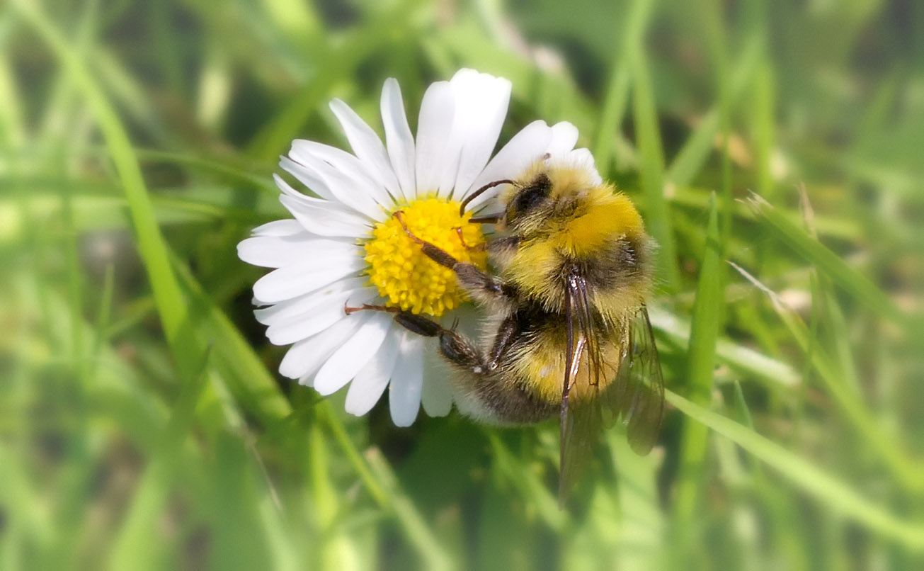 Drohn der Hellgelben Erdhummel an Gänseblümchen, 25. Juni 2015