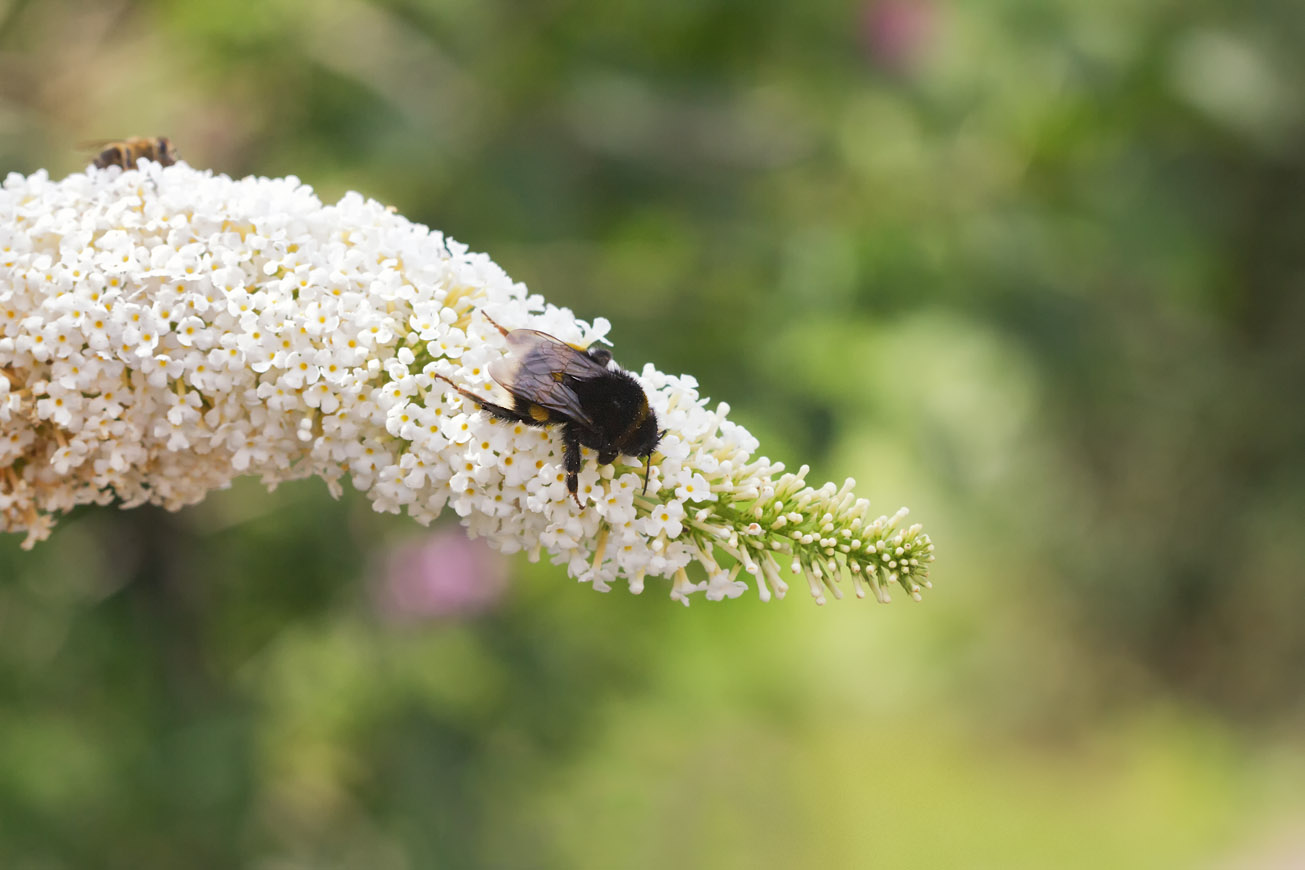 Dunkle Erdhummel tankt Nektar im Weißen Flieder, 30. Juli 2015