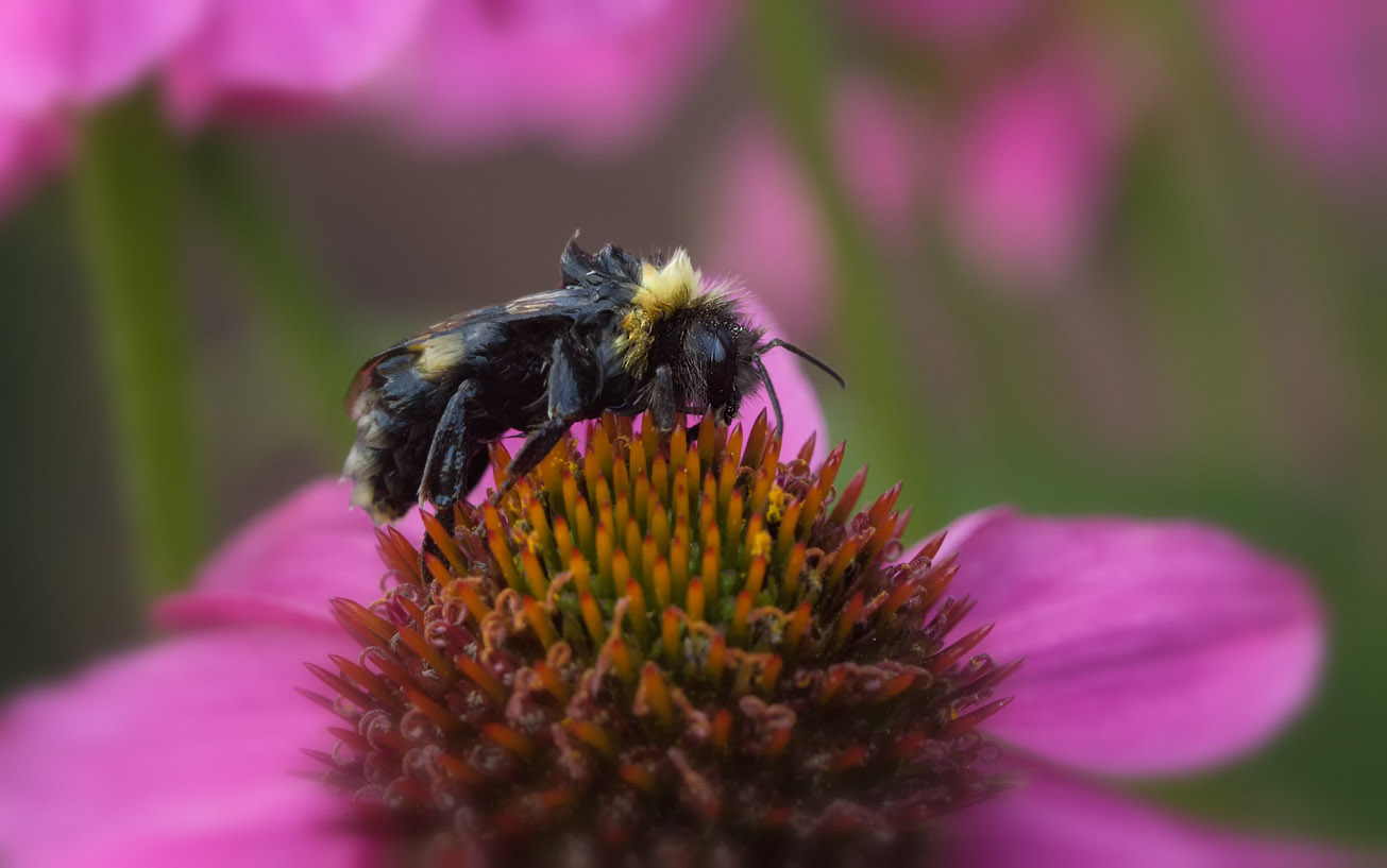 Klatschnasse Dunkle Erdhummel ruht sich in Blüte des Sonnenhutes aus, 30. Juli 2015