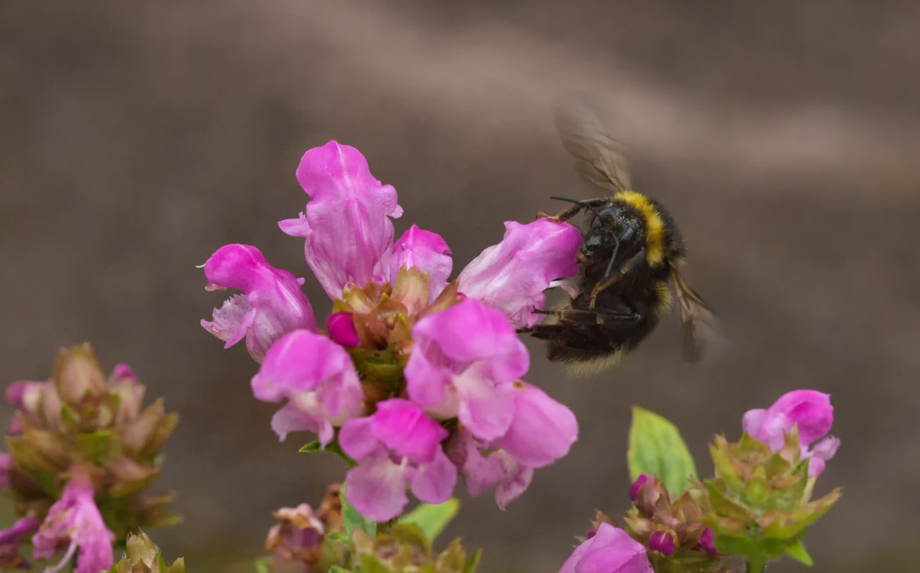 Gartenhummel-Jungkönigin an Blüten der Braunelle, 5. Juli 2015