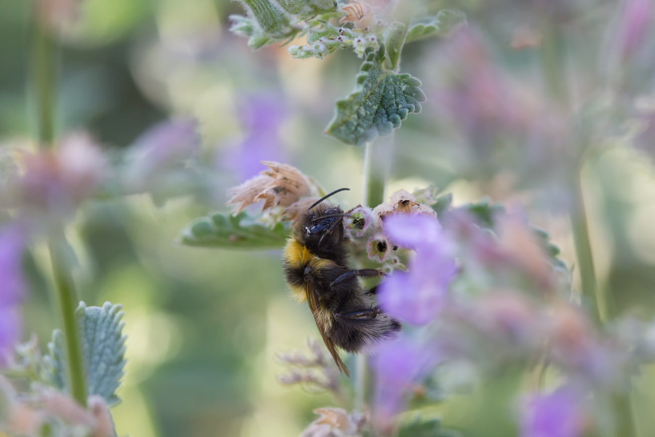 Gartenhummelarbeiterin nach Gewitternacht in Katzenminze, 6. Juli 2015