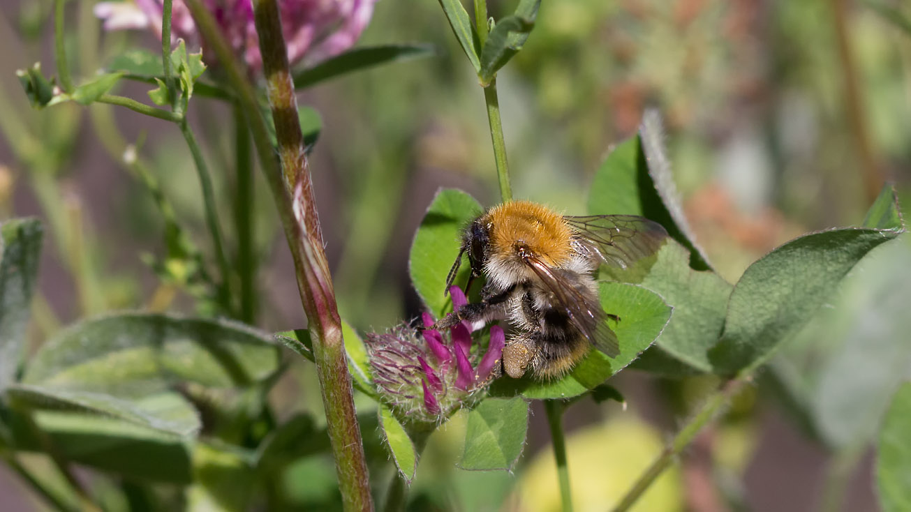 Ackerhummelarbeiterin taucht Rüssel in Rotkleeblüte, 11. Juli 2015