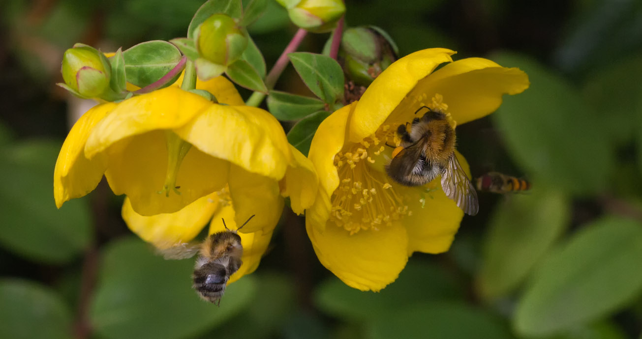 Ackerhummeln und Schwebfliege in Blüten des Fingerkrauts, 18. Juli 2015