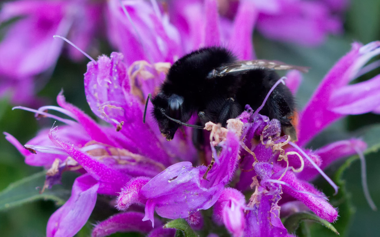 Jungkönigin der Steinhummel (Bombus lapidarius) in Blüte der Indianernessel (Monarda Didyma), 18. Juli 2015