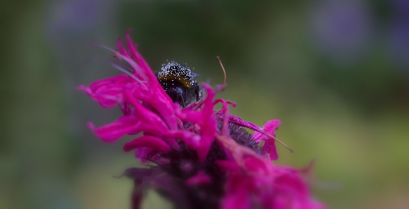 Pollenbestäubte Dunkle Erdhummel (Bombus terrestris) in Indianernessel (Monarda didyma), 19. August 2015