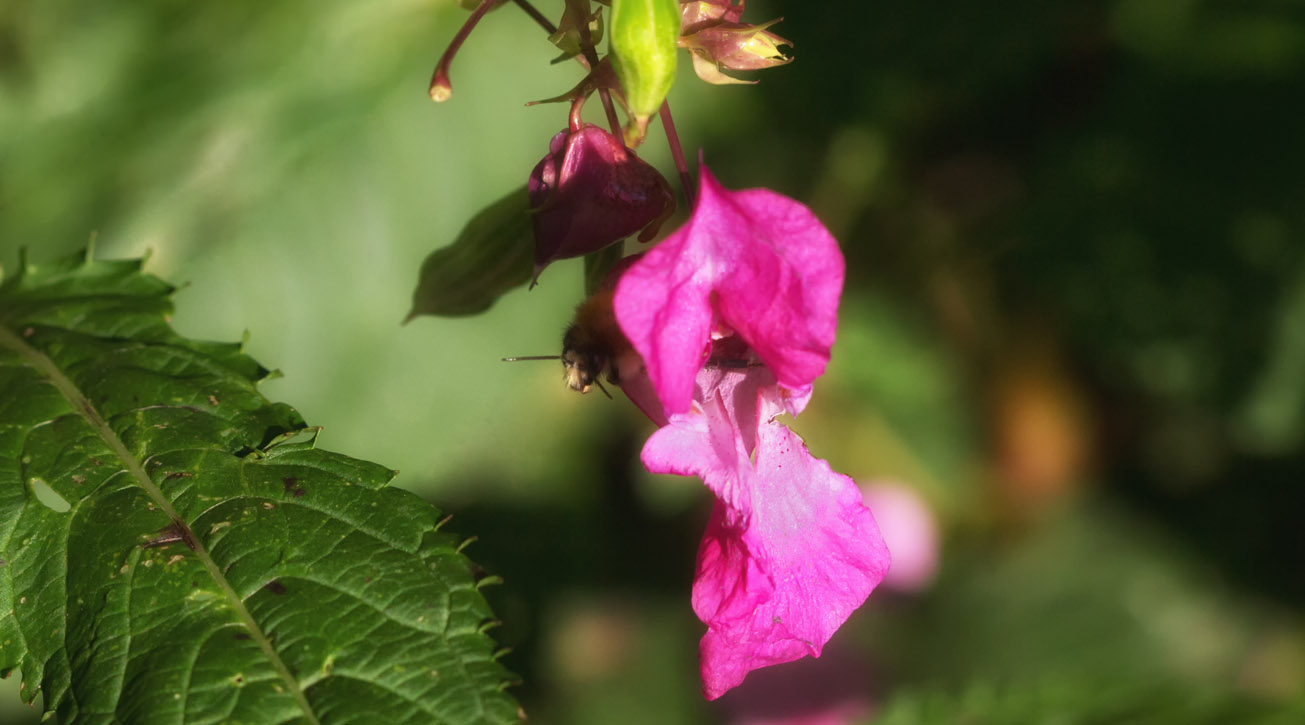 Ackerhummel (Bombus pascuorum) verlässt Blüte des Drüsigen Springkrauts (Impatiens gladilufera) durch den Seitenausgang, 7. September 2015