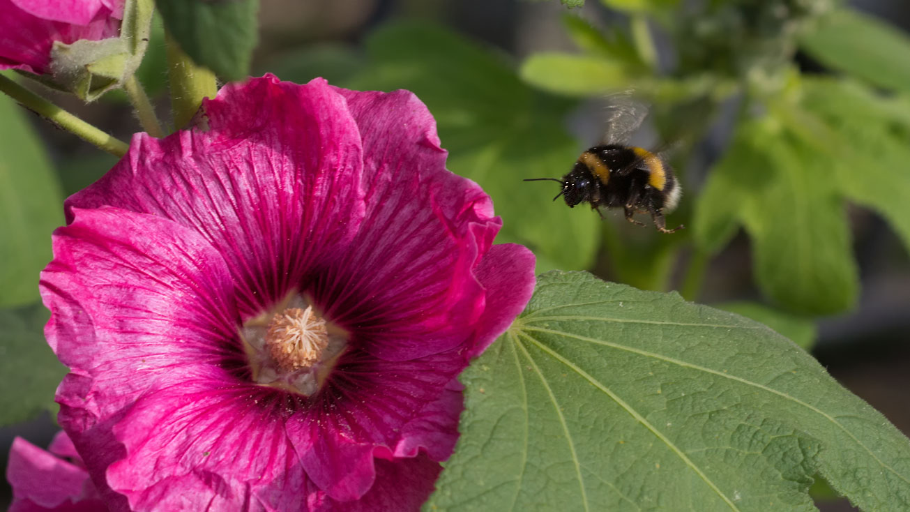 Jungkönigin der Dunklen Erdhummel (Bombus terrestris) fliegt Blüte der Stockrose (Alcea rosea) an, 30. Oktober 2015