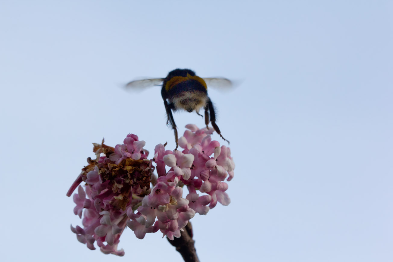 Erdhummelkönigin fliegt am 28. Dezember 2015 Blüten des Schneeballs (Viburnum) an