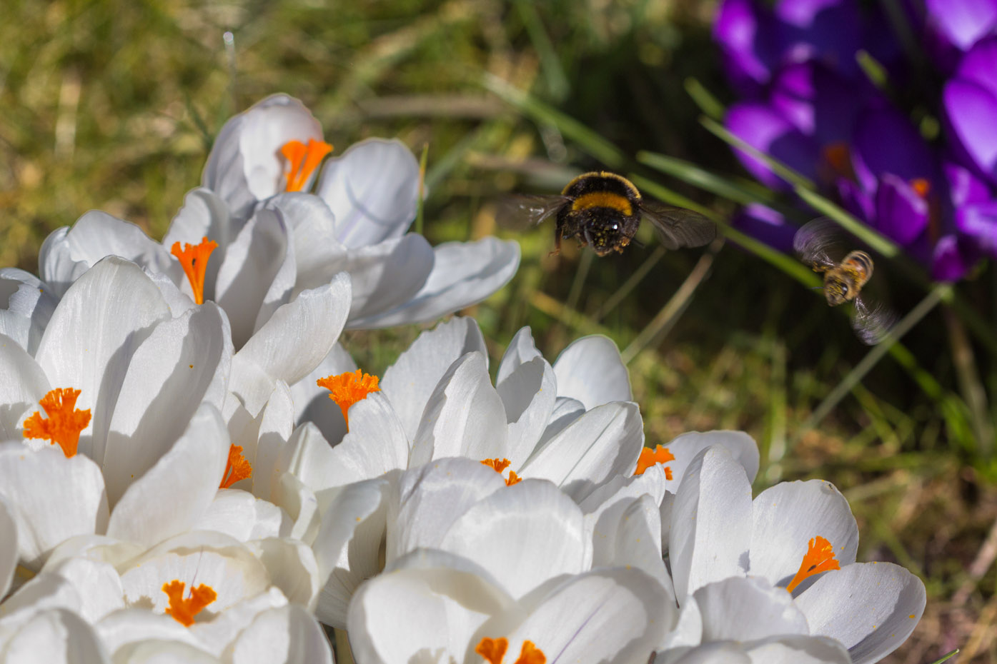 Erdhummelkönigin und Honigbiene im Anflug auf Krokusblüten, 17. März 2016