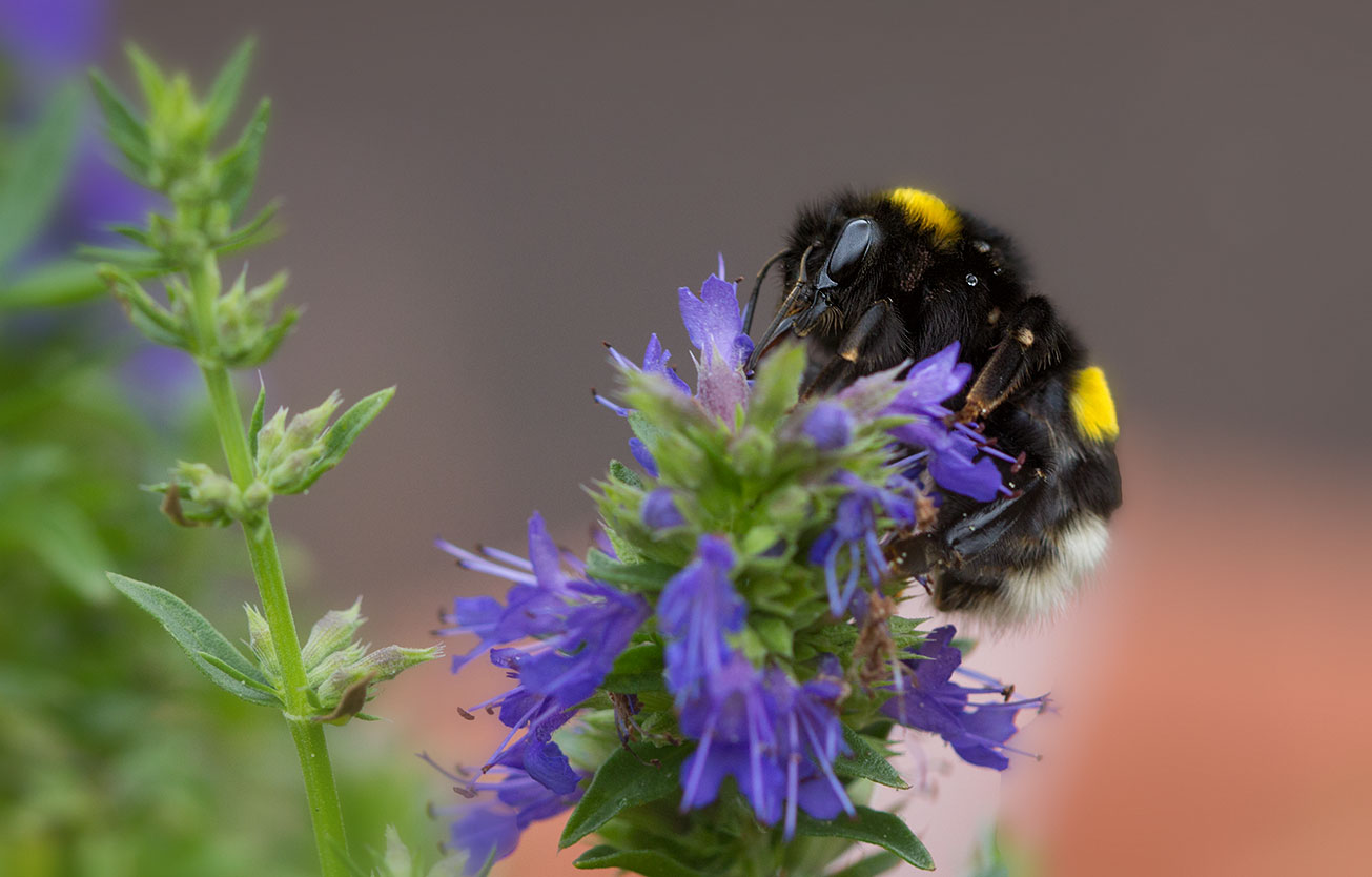Jungkönigin der Dunklen Erdhummel (Bombus terrestris) in Blüten des Ysop (Hyssopus officinalis), 31. Juli 2016
