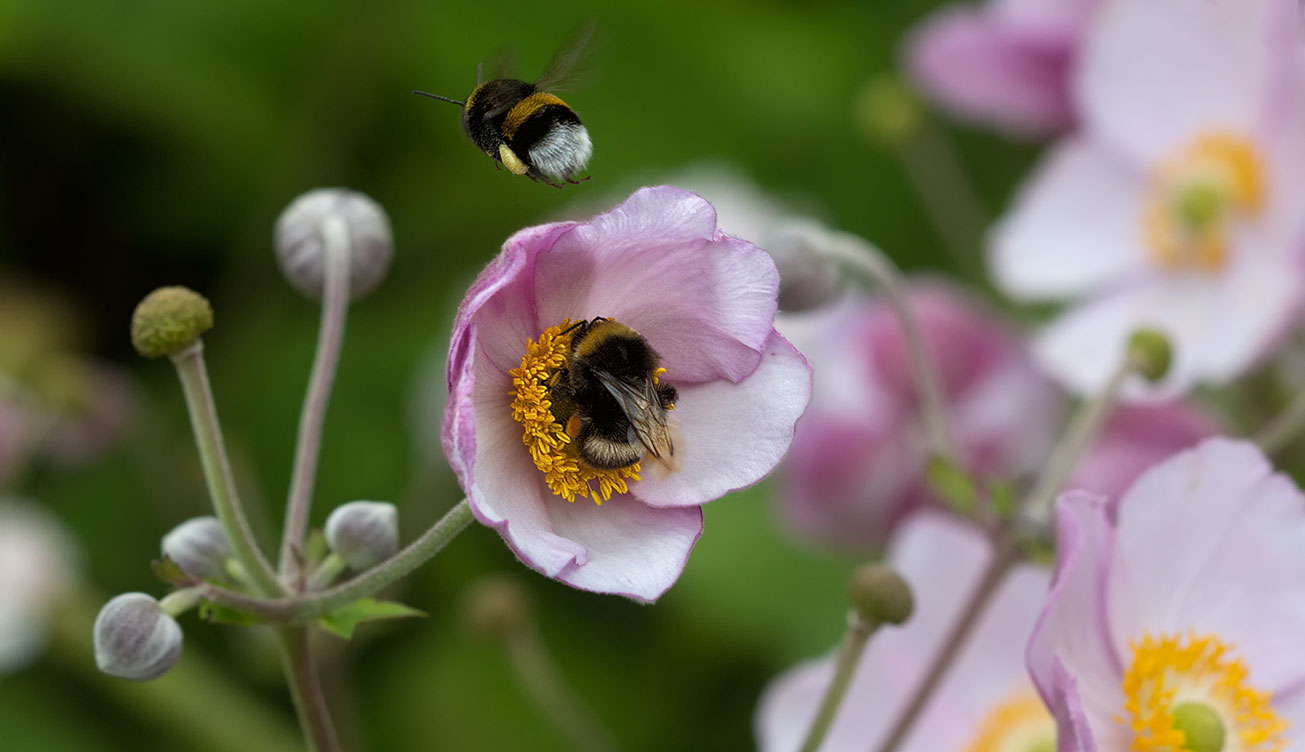 Erdhummelarbeiterinnen (Bombus terrestris) in Herbstanemone (Anemone hupehensis), 4. August 2016